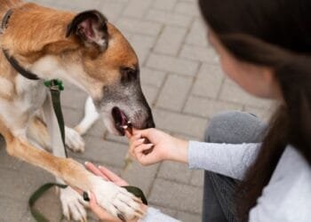 Dog Bite Liability: Safety Tips and Legal Insights