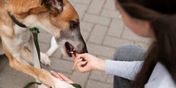 Dog Bite Liability: Safety Tips and Legal Insights