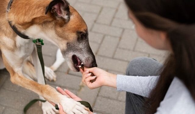 Dog Bite Liability: Safety Tips and Legal Insights