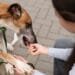 Dog Bite Liability: Safety Tips and Legal Insights