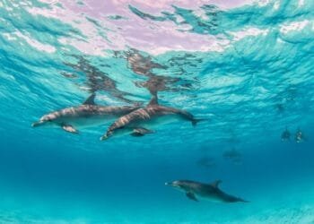 Dolphin Discovery: The Best Marine Parks to Visit in 2025