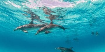 Dolphin Discovery: The Best Marine Parks to Visit in 2025