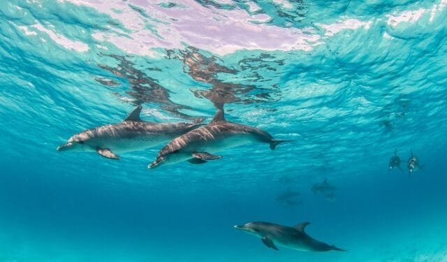 Dolphin Discovery: The Best Marine Parks to Visit in 2025