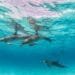 Dolphin Discovery: The Best Marine Parks to Visit in 2025